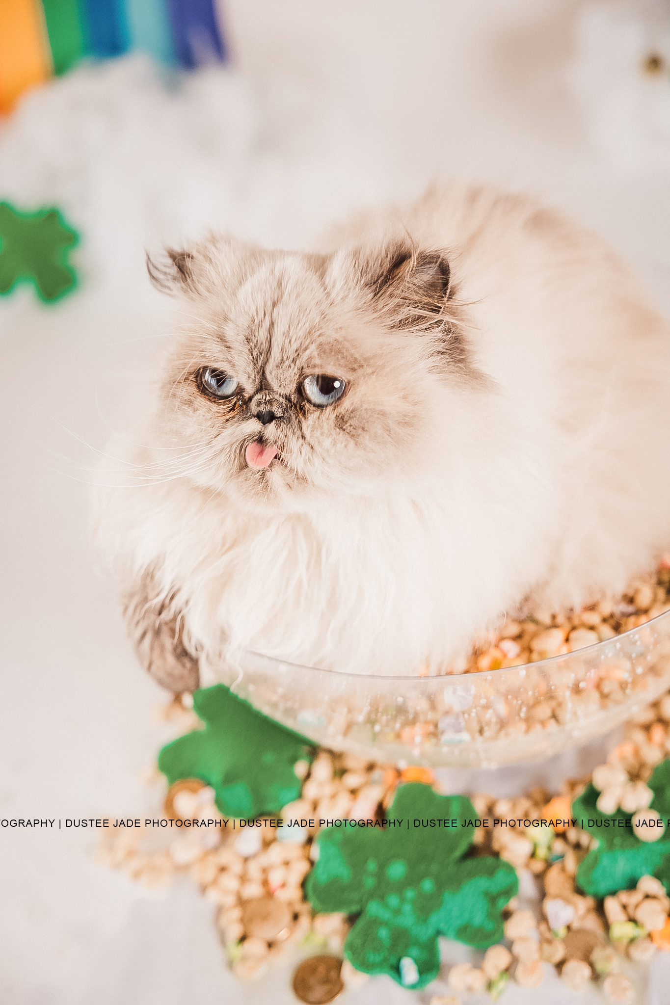 Pet photography session